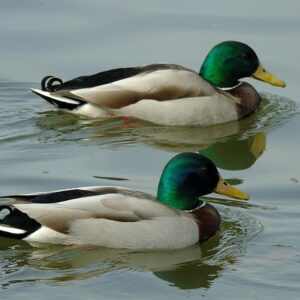 Sådan finder du de svære ord i krydsord