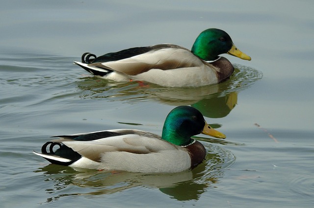 Sådan finder du de svære ord i krydsord