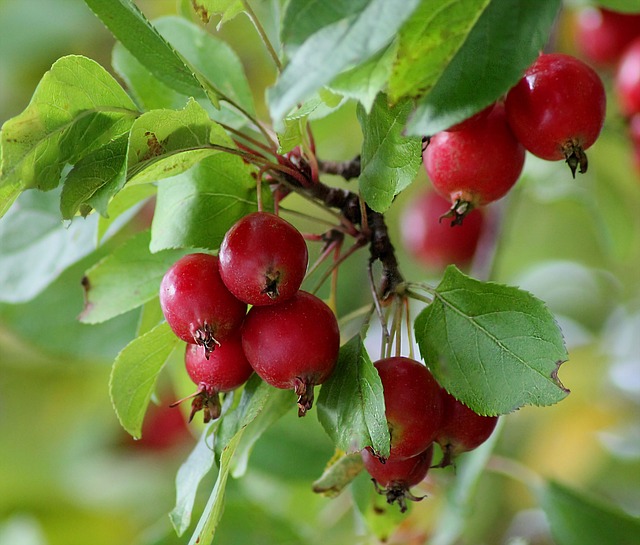 Opdag de fantastiske sundhedsmæssige fordele ved paradisæbletræets frugter