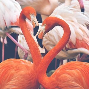 Sådan bygger du din egen unikke flamingokasse