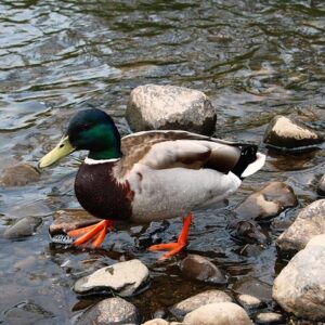 10 smarte tricks til at knække krydsordskoden