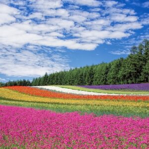 Tørrede blomster: En overkommelig og varig løsning til din have
