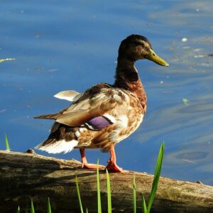 Sådan knækker du krydsordskoden: Tips til begyndere og øvede