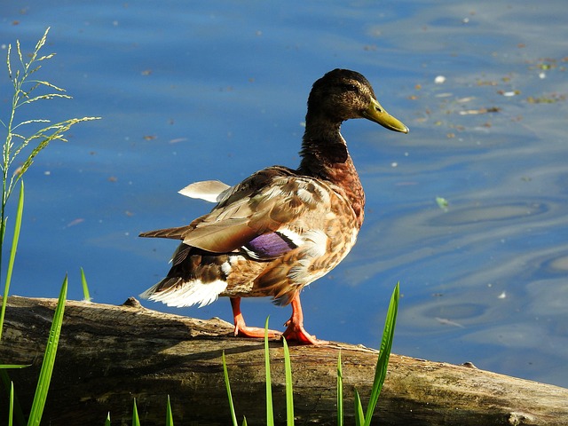 Sådan knækker du krydsordskoden: Tips til begyndere og øvede
