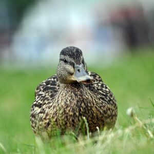 Krydsordsløsning som hjernegymnastik: Træn din logik