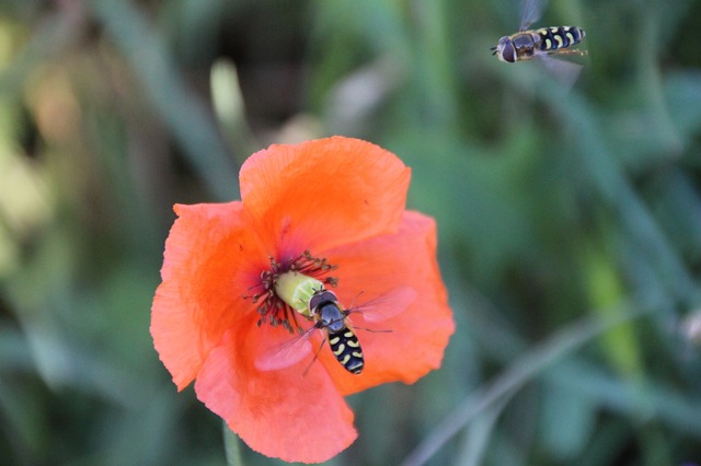 Hvepsefælder i sommerhuset: Sådan skaber du en hvepsefri zone i dit ferieparadis